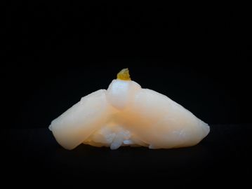 Hokkaido Scallop / Hotate *