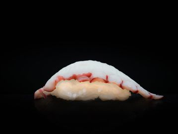 Octopus / Tako