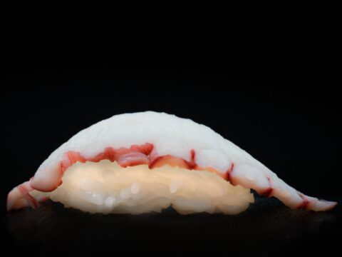 Octopus / Tako