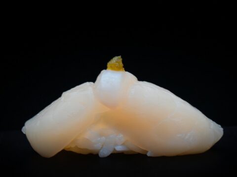 Hokkaido Scallop / Hotate